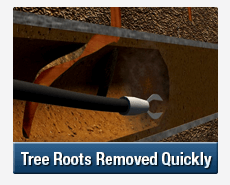 Tree Root Intrusions Meadowbank